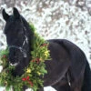 Fotografia Christmas Portrait Of Black Beautiful Horse