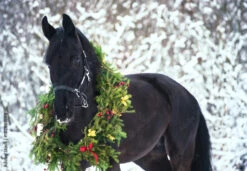 Fotografia Christmas Portrait Of Black Beautiful Horse