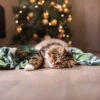Fotografia Tabby And Happy Cat. Christmas Season 2017, New Year 1 Fotografia Tabby And Happy Cat. Christmas Season 2017, New Year -Clementoni Outlet 1000 F 125533459 jrKivimjUZgTn9IRYVYHj2epfm3SOuZx