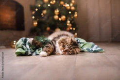 Fotografia Tabby And Happy Cat. Christmas Season 2017, New Year