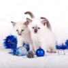 Stampa Su Tela Siamese Kittens With Christmas Balls