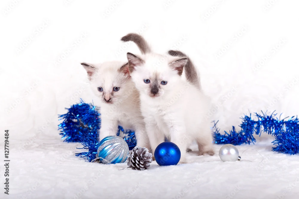 Stampa Su Tela Siamese Kittens With Christmas Balls 3 Stampa Su Tela Siamese Kittens With Christmas Balls