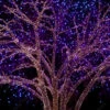 Fotografia Christmas Lights On Cottonwood Tree 1 Fotografia Christmas Lights On Cottonwood Tree -Clementoni Outlet 1000 F 158196990 5hu87TCl5ahdzqH2DhE0ZWrUXfdN6Bj2