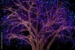 Fotografia Christmas Lights On Cottonwood Tree