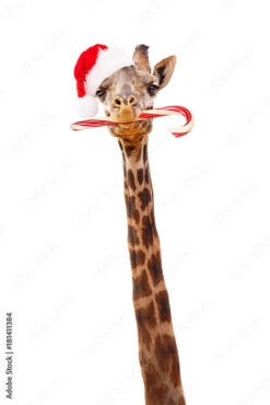 Fotografia Christmas Giraffe With Candy Cane