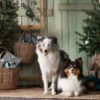 Fotografia Two Sheltie Dogs In The New Year's Interior By The Christmas Tree -Clementoni Outlet 1000 F 546807733 9Ybe6iYwYWdUEOzsHGVjqUQSQaq0fHiQ