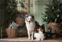 Fotografia Two Sheltie Dogs In The New Year's Interior By The Christmas Tree