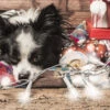 Fotografia Dog, Christmas Postcard