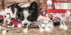 Fotografia Dog, Christmas Postcard