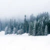 Fotografia Winter White Forest With Snow, Christmas Background -Clementoni Outlet 1000 F 97151366 Tim3hRQAdn7jkmBdiTKn2KHpqgKYoxa7