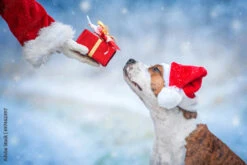Fotografia American Staffordshire Terrier Dog With A Christmas Hat Taking A Present From Sa